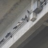 撃退ドットマン　高速道路高架下　鳩の糞害　福岡県福岡市